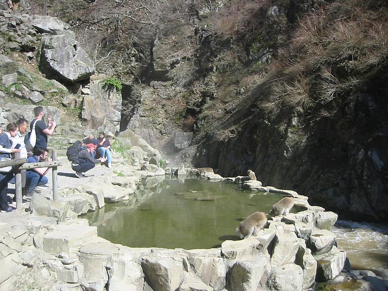 Jigokudani Monkey Park Webcam. See the Japanese snow monkeys via webcam